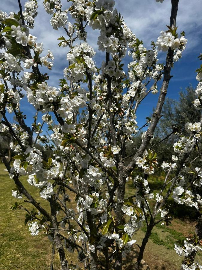 Готель Quinta Das Oliveiras Turismo Rural Фундан Екстер'єр фото